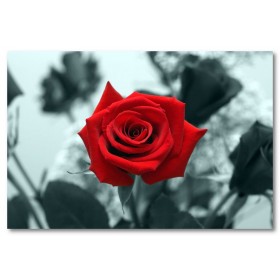 Αφίσα (κόκκινος, τριαντάφυλλο, μαύρο, λευκό, άσπρο)